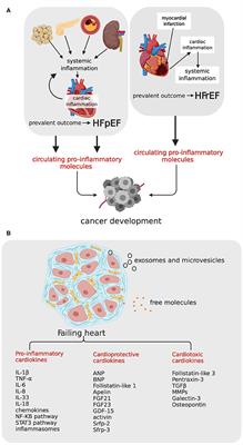 Development of Cancer in Patients With Heart Failure: How Systemic Inflammation Can Lay the Groundwork